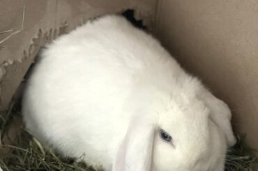 She built a garage for her caboose