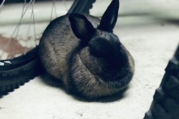 𝗕𝘂𝗿𝗻𝘁 𝗕𝗿𝗲𝗮𝗱 𝗕𝘂𝗻𝗻𝘆