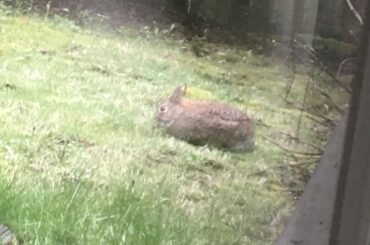 Organic, whole grain. Rich and dark in color. Wheat grown in the grassy fields of Washington State.