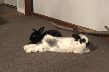 Banner doin a superman