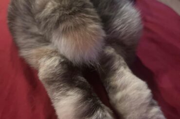 toe beans and long beans