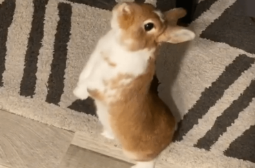 Mr. Usagi says, can you say "TREATS!!!"