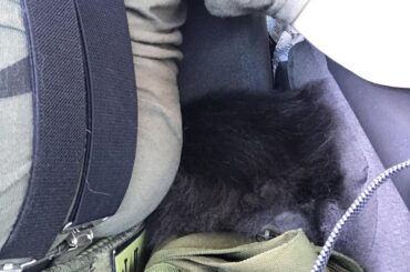 I finally have a picture to share, this is Director Orson Krennic taking a nap on the drive home from an event. He's between me and the center console of my friend's truck, he wedged himself in there head first. He's NOT in any way scared of driving or being out and about, it was just a long day.