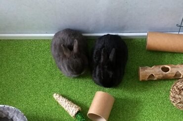 Got these two just yesterday and they're already loafing around comfortably