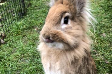 Standing bunny tongue!