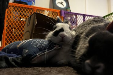 Honestly this is prob comfy but I was the uncomfy one here giving pets