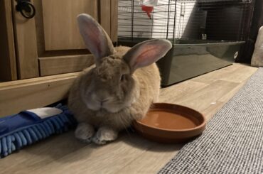 The perfect spot; sandwiched between a dusty broom and a water bowl. He got his neck fluff soggy for this.