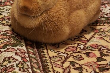 Perfect Golden Brown Loaf