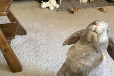 He lost balance and almost flipped over after this because he was so excited to smell the banana 😂
