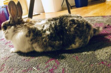 Little smol noodle bean ❤️