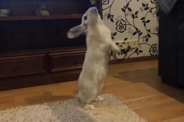 Long bunnie