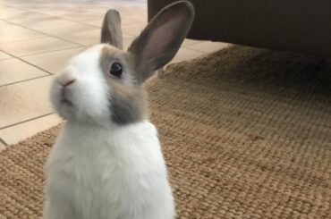 Excuse me mummy, can I please have a treat?