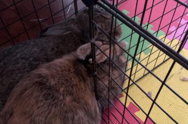 They love this tiny corner even though they can cuddle anywhere in the house!