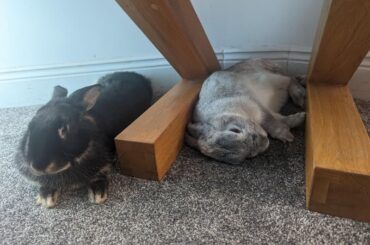 i guess the girls are bonded now