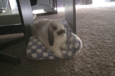 Chocolate relaxing on his desk bed while dad does homework