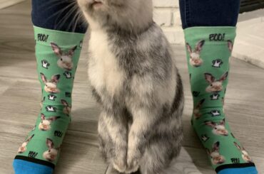 The humans put my face on socks with ghosts 👻😱 what kind of sorcery is this?!