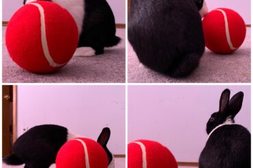 My Loaf training roundness to 100