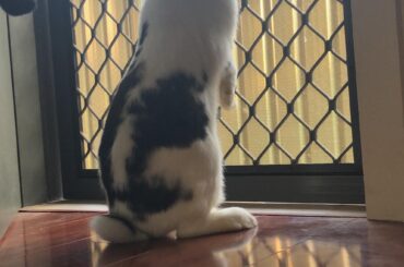 This is my baby Boogie bird watching ♥️