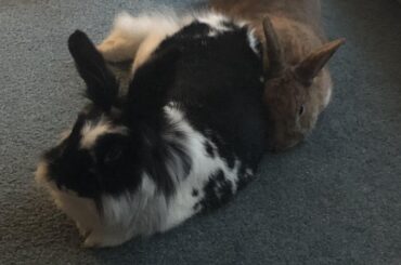 Ah yes. Wife-bun’s butt is the perfect pillow.