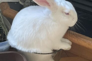 May I introduce you to Goose