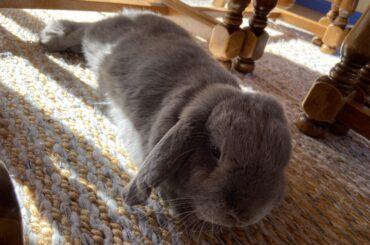 Working from home with my little sausage bunny 🥰