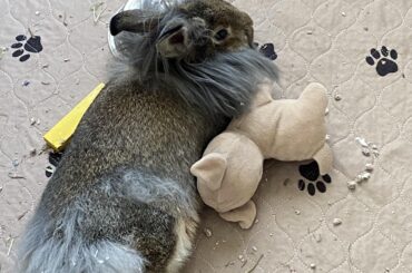 Lily and her stuffed doggy