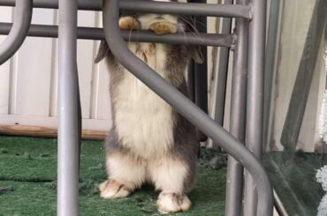 Thick thighs save lives