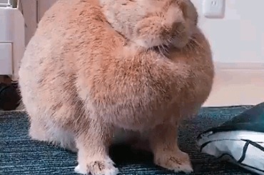 Transform! Form of...L O A F!