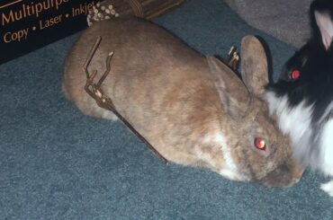 Ah yes nothing better than my bunwife grooming me and laying on my bed of sticks.