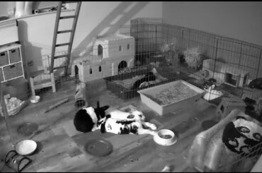 Caught an excellent noodle-sploot when checking their camera at night