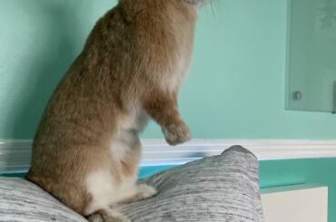 queen of the castle.. or bed