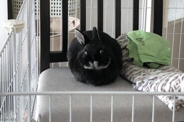 Rebel loaf (who learned how to wiggle out of her medical shirt)