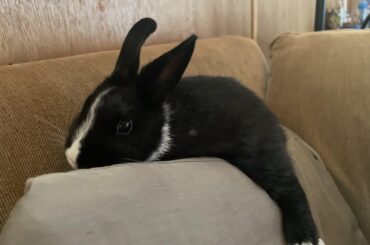 Lightnin Hoppins Loungin.