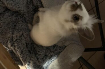 my bun, neji