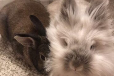 Two loaves in love ❤️❤️