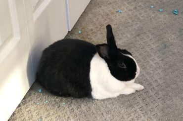 Prim and proper loaf. Alan waiting for his carriage to arrive before he goes to tea.