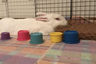 Scratchy mat is pillow