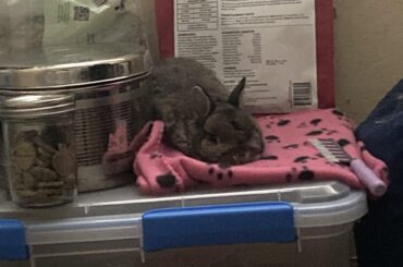 I’ve upgraded his hay box spot. I think he likes it!