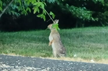 Cute bun bun in my neighbors yard standing to eat the leaves