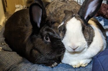 What are they plotting?