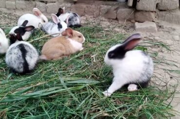 Cute Baby Rabbits | Easter Bunny | Funny | Rabbits Short Video 2023