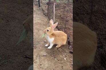 Cute Rabbit And Her Leaf | #Shorts | #burrow  | #Rabbit | #Cute | 2023 | 13 |