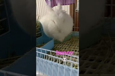 My baby bunny #bunny #rabbit#cute