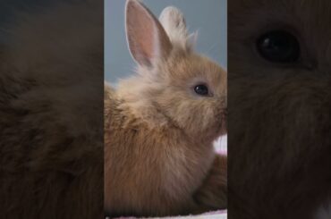 Cute Rabbit and Hamster Playing Together