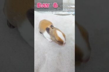 Cute Baby Bunny Growing Up #cute #shorts #viral