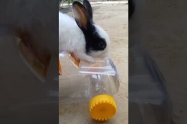 cute baby bunny driving car #shortsfeed #funniestcutie #cuteanimals #bunnies #rabbit #ytshorts