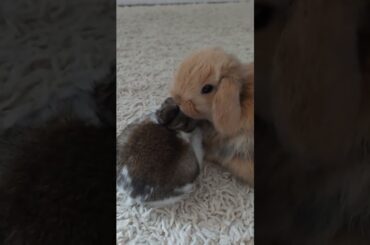 cutest baby bunnies!!!