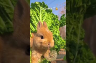 cute Bunny #animals #cute #bunny #shorts