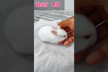 A Little baby rabbit growing day by day #cute #shorts