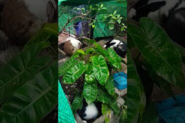 Three rabbits so cute#rabbit#cute#baby#kids#love#live#nature#funny#happy#tiktok#shorts